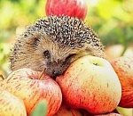 Первый день августа в Астрахани будет жарким