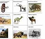 Записки астраханского натуралиста. Вымершие степные гиганты – носороги