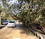 Фейсбук всемогущий: в Астрахани спилили очередное "пизанское" дерево