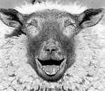 Александр Жилкин спросил у муниципалитетов, зачем предлагать инвесторам участки, пригодные только для баранов