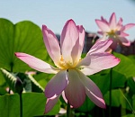 Астраханская область стала пилотным регионом проекта «Земля для туризма»