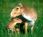 В Астраханской области продлили запрет на охоту на сайгаков и кабанов