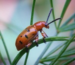 Записки астраханского натуралиста. Жужелицы, усачи и другие жуки