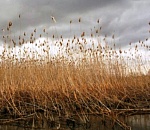 В дельте Волги вытащили из воды тело 62-летнего сельчанина
