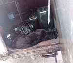 В Астрахани орудуют догхантеры