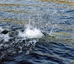 Без вести пропавшего астраханца нашли у понтонной переправы