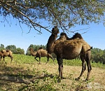 Прокуратура проверит информацию об одичавших верблюдах, терроризирующих жителей астраханских сел