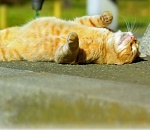 В субботу в Астрахани сохранится 30-градусная жара