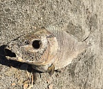 Дарьянов и Шеин реанимировали спор о рыбалке восьмилетней давности