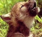 Неизвестный астраханец продает в интернете волчонка как "ручного, игривого, неприхотливого к еде зверька"