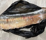 Астраханцы получили 15 лет на троих за одного осетра