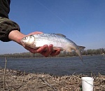 Запрет на вылов воблы в Астраханской области еще не принят 