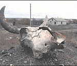 В Астраханской области есть риск эпидемии сибирской язвы?