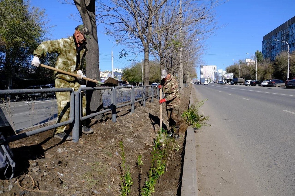 Более двух тысяч кустарников высадили на астраханской улице