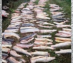 Задержаны пять астраханцев, наловившие 168 особей русского осетра