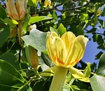 На севере Астраханской области зацвели экзотические деревья