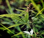 В Астрахани честный наркоман рассказал полиции, что у него в рюкзаке