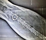 Астраханские ветеринары спасли драгоценного кота