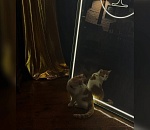 Пропавшего в Астрахани кота-бармена нашли