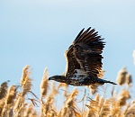 Астраханские орнитологи отмечают свой профессиональный праздник