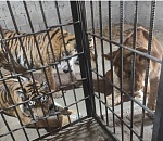 Известный дрессировщик России хотел забрать в Москву астраханских тигров и львов