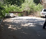 В Астрахани гнилое дерево раздавило иномарку