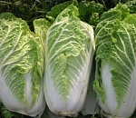 Взятка в 10 тысяч не помогла пекинской капусте попасть  в Астрахань