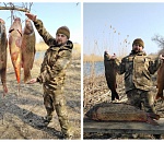 В Астраханской области пошёл морской сазан