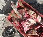 В Астрахани "Большие Исады" снова не прошли проверку