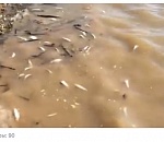 Вопреки официальной версии: В Астраханской области снова зафиксирован замор рыбы