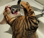 14 сел Астраханской области остались без питьевой воды