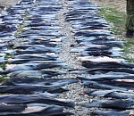 Астраханские силовики задержали браконьеров со шкурами