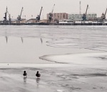 Записки Астраханского натуралиста. Дикие утки в городе