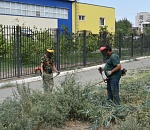 В Астрахани избавляются от лебеды