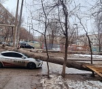 Началось: в Астрахани упавшее дерево придавило авто