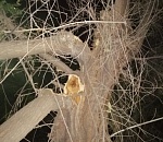 ЧП в Астрахани: упавшие ветки оборвали провода и обесточили дом