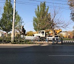 Спроси экоактивиста. Спил деревьев в Астрахани – зло или благо?