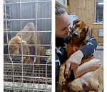 Астраханцы приютили около 50 бездомных собак
