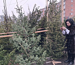 Ёлка с «живностью»: астраханцам рассказали, опасен ли елочный клещ