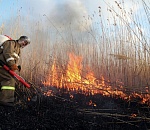 Добровольцы  Greenpeace будут тушить пожары в Астраханском заповеднике