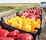 Астраханские селекционеры вывели патичок, кабаксон и тыквопат