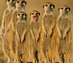 Степновский сельсовет готовится к выборам: 20 кандидатов на 106 жителей