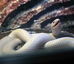 В астраханском зоопарке живет питон, который любит обниматься