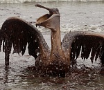 Птиц, пострадавших от нефтяных загрязнений, будут лечить в Астрахани