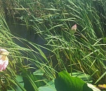 В Астраханском заповеднике зацвели первые лотосы