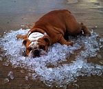 МЧС предупреждает астраханцев об адской жаре