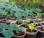 С 1 марта в Астрахани заработают сезонные ярмарки