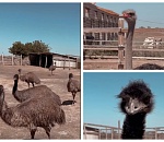 Новый туристический объект – страусиная экоферма – появится под Астраханью