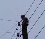 Кошку-скалолазку, которая пять дней сидела на высоком столбе, спасли
