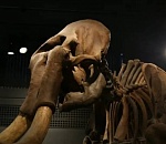 Под Астраханью нашли хорошо сохранившийся скелет мамонта